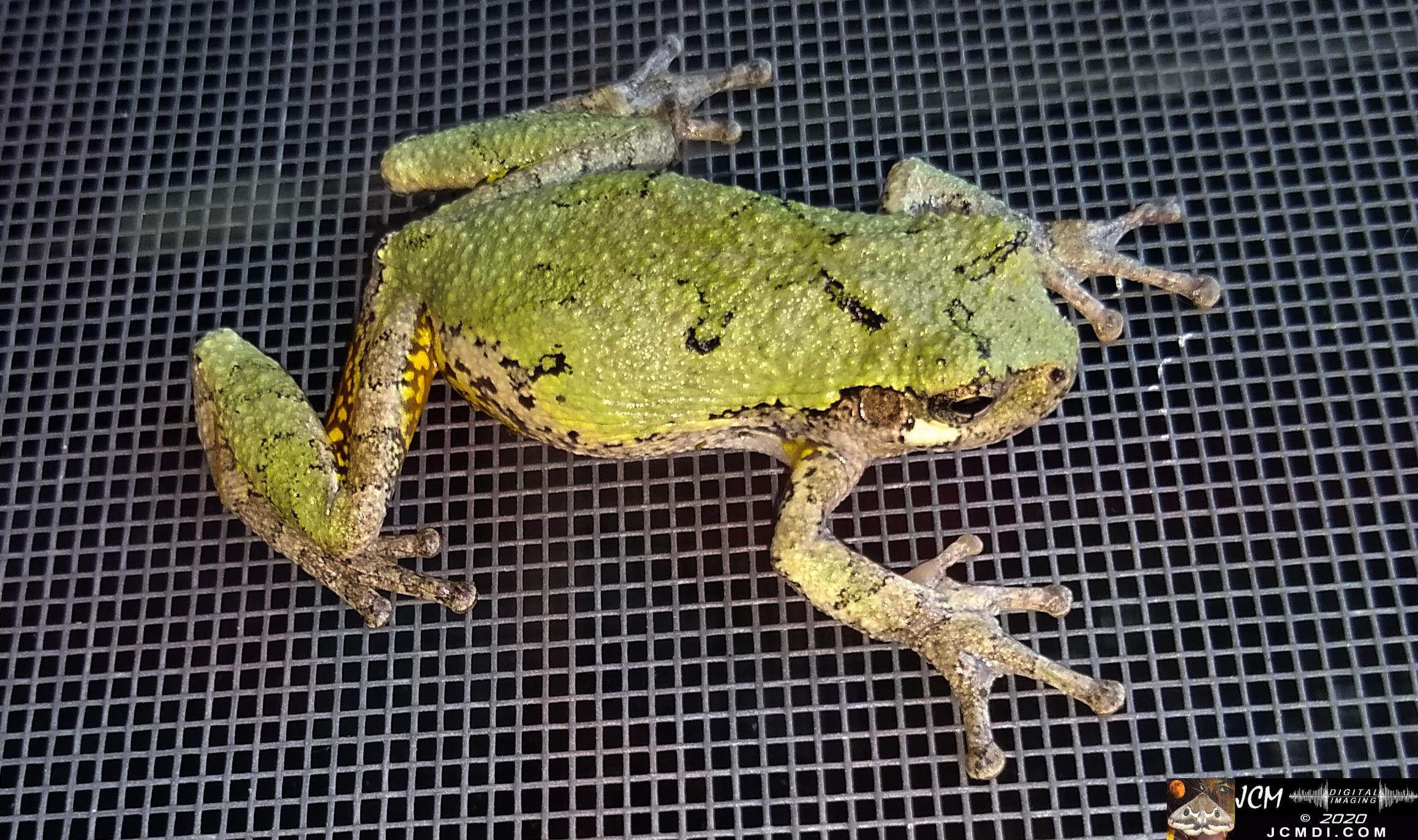 20200603 TN Tree Frog on screen